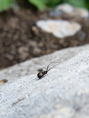 Microlinyphia sterilis