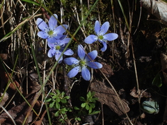 Hepatica