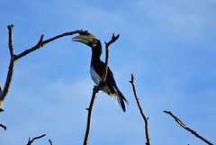 Anthracoceros coronatus