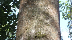 Terminalia tetraphylla