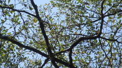 Terminalia tetraphylla