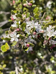 Nematolepis ovatifolia