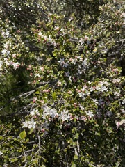 Nematolepis ovatifolia