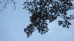 Terminalia tetraphylla