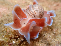 Hydatina physis