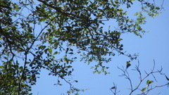 Terminalia tetraphylla