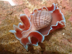 Hydatina physis