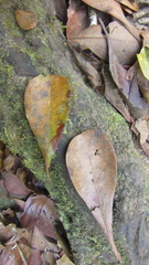 Terminalia tetraphylla