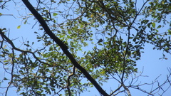 Terminalia tetraphylla