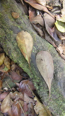 Terminalia tetraphylla