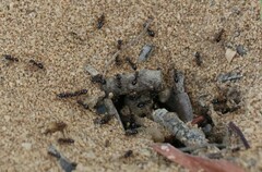 Formicinae