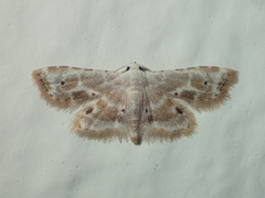 Araeopteronini