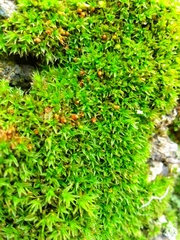 Orthotrichum diaphanum