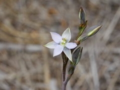 Thelymitra hatchii