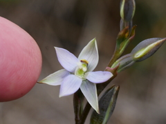 Thelymitra hatchii
