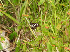 Danaus affinis