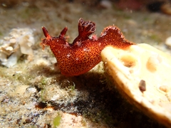 Plocamopherus imperialis