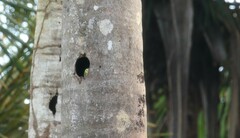 Orthopsittaca manilatus