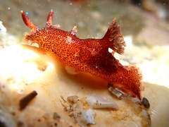 Plocamopherus imperialis