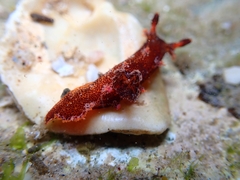 Plocamopherus imperialis