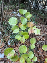 Smilax china