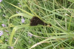 Cyperus ustulatus