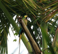 Orthopsittaca manilatus