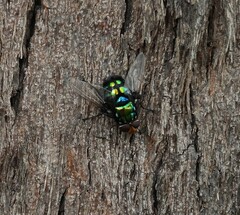 Chrysorutilia