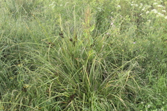 Cyperus ustulatus