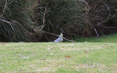 Nymphicus hollandicus