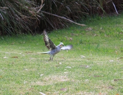 Nymphicus hollandicus