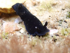 Dendrodoris nigra