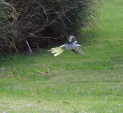 Nymphicus hollandicus