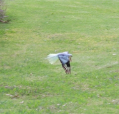 Nymphicus hollandicus