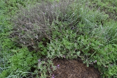 Syncolostemon