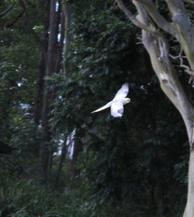 Nymphicus hollandicus