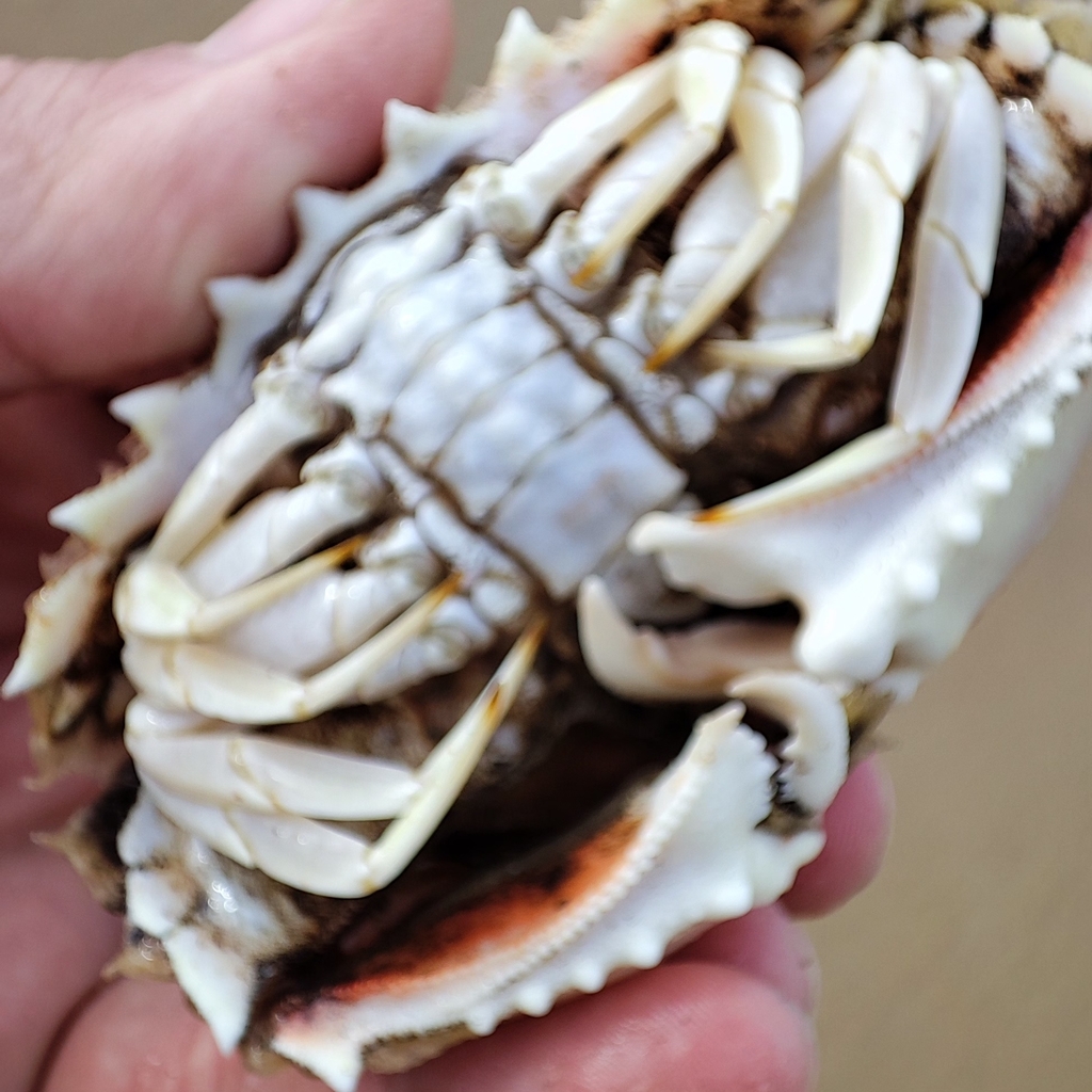 Spectacled Box Crab