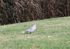 Nymphicus hollandicus