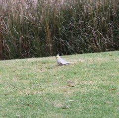 Nymphicus hollandicus