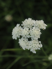 Oenanthe pimpinelloides