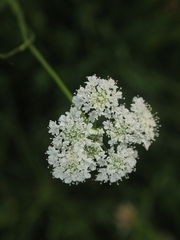 Oenanthe pimpinelloides