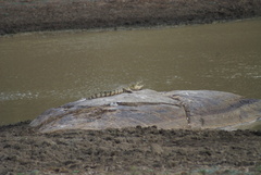 Crocodylus palustris