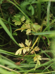 Oenanthe pimpinelloides