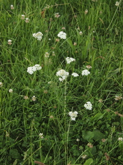 Oenanthe pimpinelloides