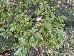 Ilex pedunculosa