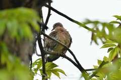 Streptopelia chinensis