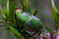 Xylonichus eucalypti
