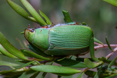 Xylonichus eucalypti