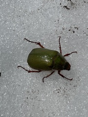 Xylonichus