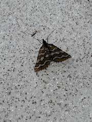 Melitulias discophora